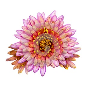 Beautiful pink dahlia Dahlia. Dahlia flower. Dahlias isolated on