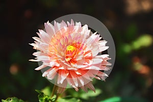 A beautiful pink dahlia, dalia, dahlia pinnata flower