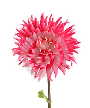 Beautiful pink dahlia flower