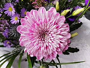 A beautiful pink Dahlia flower.