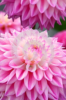 Beautiful pink dahlia flower in full bloom