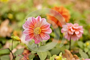Beautiful pink dahlia flowers close-up
