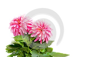 Beautiful pink dahlia isolated on a white background