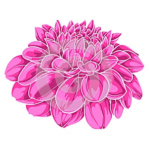 Beautiful pink dahlia isolated on white background. for greeting cards and invitations of the wedding, birthday, Valentine's Day,