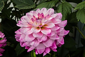 Beautiful pink dahlia Karma Prospero flower in summer garden