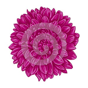 Beautiful pink dahlia on white background.