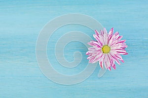 Beautiful pink daisy flower on the blue wooden background.