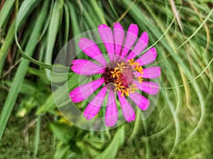 Beautiful pink daisy flower with yellow anthers