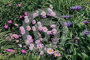 Beautiful pink daisy flowers and blue cornflowers on a summer meadow