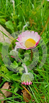 Beautiful pink daisy flowers in green grass  in spring