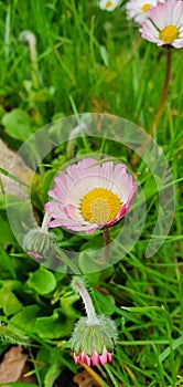 Beautiful pink daisy flowers in green grass  in spring