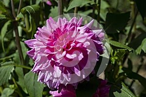 A beautiful pink Dalia flower in the Garden