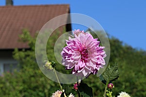 Beautiful pink dalia flower in a park photo