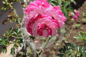 Beautiful pink damask rose flower, flowering, deciduous shrub plant in the garden