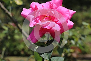 Beautiful pink damask rose flower in the garden