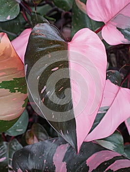 Beautiful pink and dark green half moon leaf of Philodendron Pink Princess
