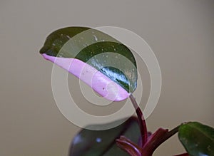 Pink and dark green leaf of Philodendron Pink Princess tropical plant