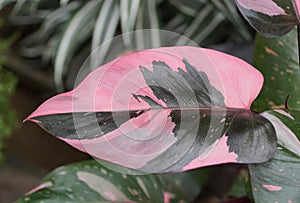 Beautiful pink and dark green leaf of Philodendron Pink Princess, a tropical plant