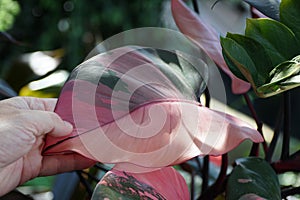 Beautiful pink and dark green variegated leaf of Philodendron Pink Princess, a popular houseplant