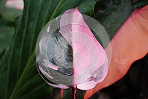 Beautiful pink and dark green variegated leaf of Philodendron Pink Princess