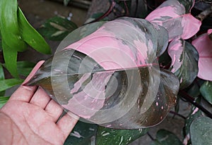 Beautiful pink and dark green variegated leaf of Philodendron Pink Princess