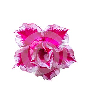 Beautiful pink desert rose flower