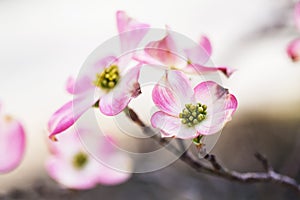 Beautiful Pink Dogwood Tree Flower Bloom