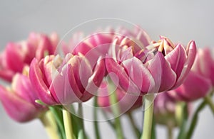 beautiful pink double-flowered tulip flowers