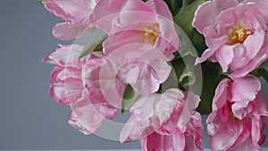 Beautiful pink double late peony tulips bouquet on grey background
