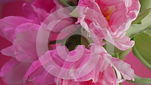 Beautiful pink double late peony tulips bouquet on pink background
