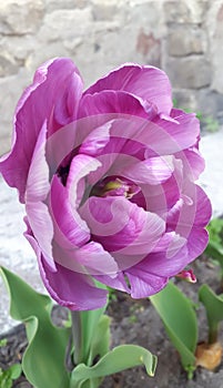 Beautiful pink double peony tulip