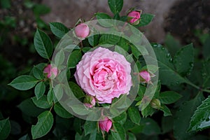 Beautiful pink English rose close-up in the garden. Close-up top down view of a blooming hybrid tea rose. copy space