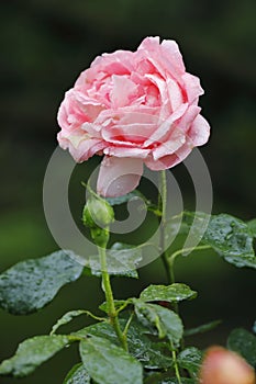 A beautiful pink english rose in the garden, full booming blossom and bud.