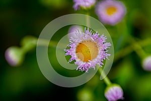 Beautiful pink Erigeron flowers in summer