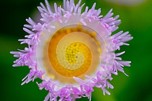 Beautiful pink Erigeron flowers in summer