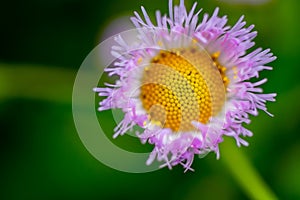 Beautiful pink Erigeron flowers in summer