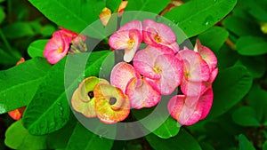 Beautiful Pink Euphorbia Milii flower in the nature