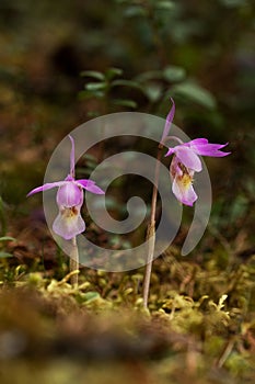 Beautiful pink Fairy slipper blooming in taiga forest