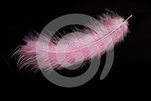 Beautiful pink feather on black background