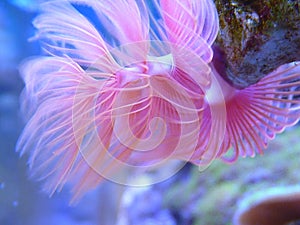 Beautiful pink feather duster worm under the ocean