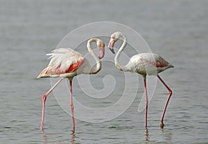 Beautiful pink feathered Greater Flamingos