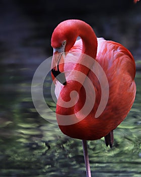 Beautiful pink Flamingo