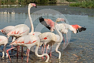 Beautiful pink flamingo birds in Camargue national park in France