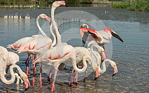Beautiful pink flamingo birds in Camargue national park in France