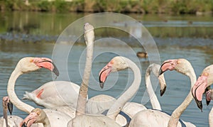 Beautiful pink flamingo birds in Camargue national park in France