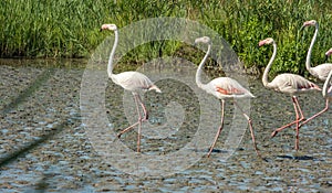 Beautiful pink flamingo birds in Camargue national park in France