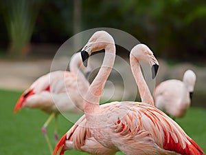 Beautiful pink flamingo birds at Loro Park Loro Parque, Tenerife, Canary Islands, Spain photo