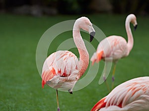 Beautiful pink flamingo birds at Loro Park Loro Parque, Tenerife, Canary Islands, Spain photo