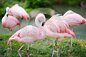 Beautiful pink flamingo birds in a zoo