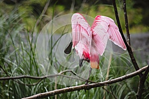 beautiful pink flamingo flapped its wings in nature photo
